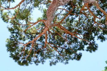 Mediterranean pine tree