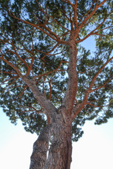 Mediterranean pine tree