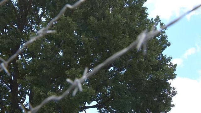 barbed wire against the sky. Barbed wire and sky focus.