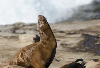 Sea lion takes a sun bath near La Jolla Cove