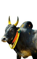 south Indian village bull