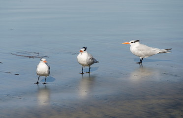 Fototapeta premium Group of Caspian Terns at surf line of La Jolla beach