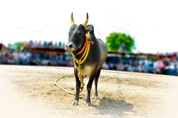 south indian festival famous bull game
