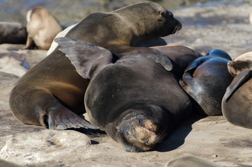 Fototapeta premium Harem of large sea lion near Point La Jolla, San Diego
