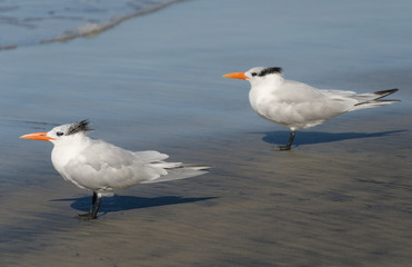 Group of Caspian Terns at surf line of La Jolla beach