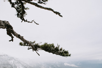 mountains in Crimea Yalta pine forest