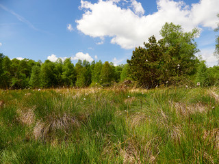 NSG „Schwarzes Moor