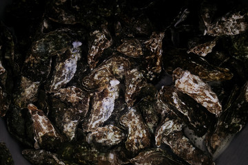 oysters in the aquarium for sale