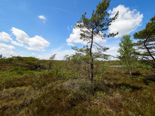 NSG „Schwarzes Moor