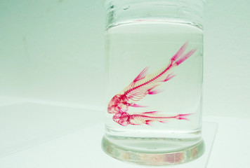 CLEARING AND STAINING FISHES (EQUAL PARTS SCIENCE & ART)