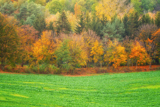 Green field and autumn colored forest, natural outdoor background