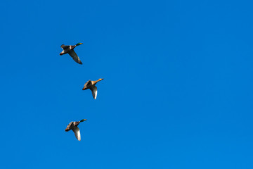 One Female and Two Male Wild Ducks Gracefully Flying on a Sunny Winter Day