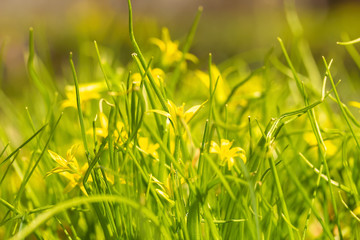 Spring blooming yellow gagea flowers in a green shiny meadow. The first spring flowers. Natural background.