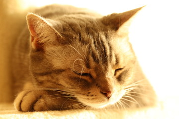 光でひげキラキラ眠る猫アメリカンショートヘアー