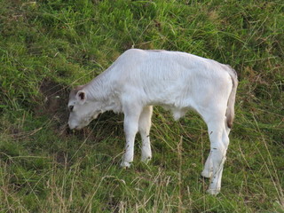 Obraz premium Beautiful photo of cows in the field eating grass