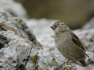 Beautiful sparrows of great beauty and nice color mugging for the camera