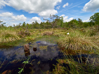 NSG „Schwarzes Moor