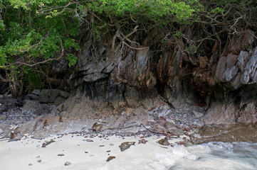 Wild long-tailed macaque of Krabi province. Monkeys frolic on the seashore. Rocky shore under a tree.