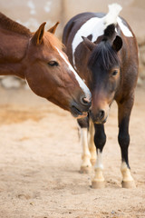 Fototapeta premium A pair of horses on a pasture. One horse kisses another.