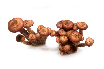 Fototapeta premium Mushrooms on a white background, side view