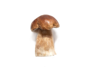 Mushrooms on a white background, side view
