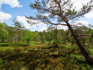 NSG „Schwarzes Moor