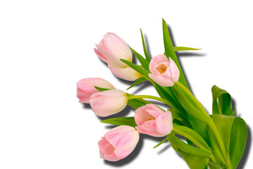 Pink flowers. Tulips bouquet isolated on white background. Shadow. Top view.