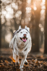 Obraz premium running husky happy dog