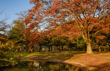 Naklejka premium Autumn landscape at Yoyogi Park Koen in Shibuya, Tokyo.