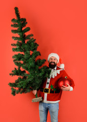 Santa claus with pine tree. Decoration concept. Santa Claus hold christmas tree and big christmas ball. Christmas theme. Bearded man preparing for new year party. Santa hold christmas ball decoration.