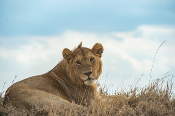 Lion