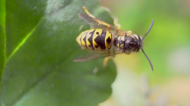 Bumblebee on a green leaf. Extreme close up macro shot.