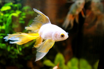 Goldfish picture. Lonely small Japanese fish swims in an aquarium, close up. Beautiful Golden fish in a freshwater aquarium on a black background with decorative green underwater plants.