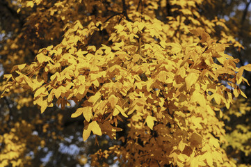 Felsenahorn, Slowakische Republik, Pressburg