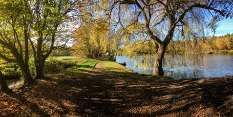 willow trees with path by the lake in autumn