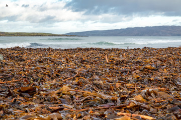 Seaweed lying on Portnoo beach in County Donegal, Ireland