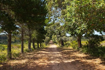 Fototapeta premium A dirt road in South Africa. Off the beaten track concept image. 