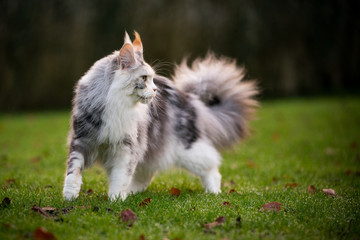 Naklejka na ściany i meble black torbie silver highwhite maine coon cat with fluffy tail walking on grass with some autumn leaves outdoors in nature