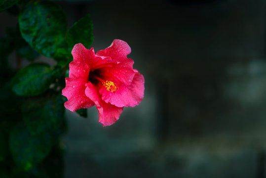 Pink Chaba flower on a dark green background and dark green leaves with water droplets along the petals.