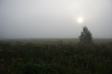  One tree grows in a field. Fog. Green grass.  The sun is hard to see