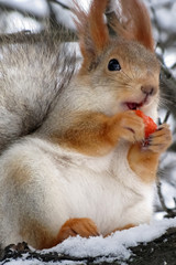 Squirrel holds a carrot in its paws and eats it on the tree
