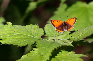 butterfly on a flower