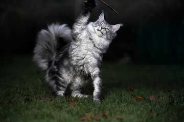 Naklejka na ściany i meble black silver classic tabby maine coon cat playing with a branch outdoors in the back yard at night