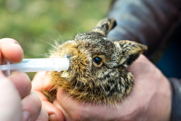 A little gray and wild bunny drinks milk from a syringe.