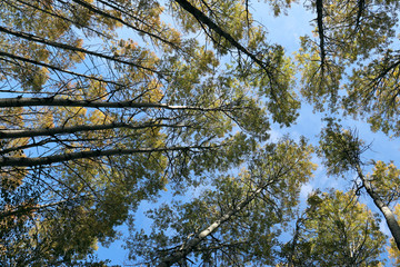 Кроны вековых сосен