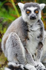 A black and white ring-tailed lemur (lemur catta) from Madagascar