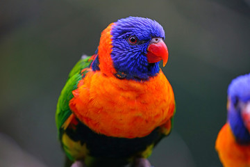 Colorful wild lorikeet bird in Australia