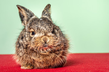 Little and lovely wild bunny on red and green background.