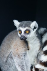 Naklejka na ściany i meble A black and white ring-tailed lemur (lemur catta) from Madagascar