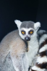 A black and white ring-tailed lemur (lemur catta) from Madagascar